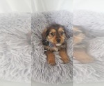 Small #5 Yorkie Russell