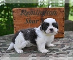 Small #11 Shih Tzu