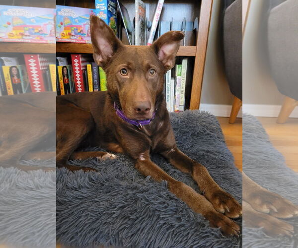 Medium Photo #4 Shepradors Puppy For Sale in Sequim, WA, USA