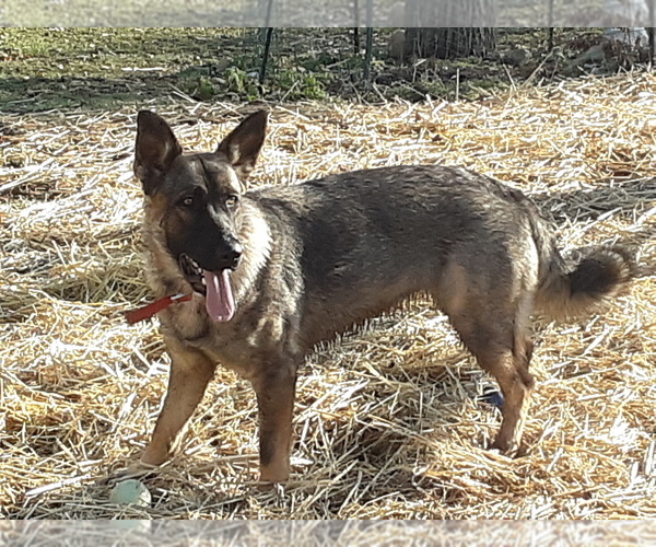 Medium Photo #1 German Shepherd Dog Puppy For Sale in DALTON, OH, USA