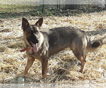 Small Photo #1 German Shepherd Dog Puppy For Sale in DALTON, OH, USA