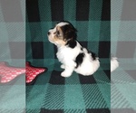 Small #9 Morkie