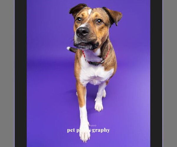 Medium Photo #6 American Pit Bull Terrier-Unknown Mix Puppy For Sale in Fargo, ND, USA