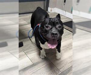 Mutt Dogs for adoption in Redlands, CA, USA
