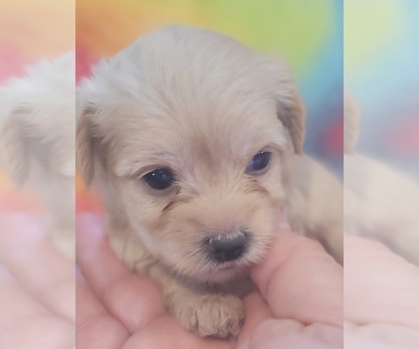 Medium Photo #90 Yorkshire Terrier Puppy For Sale in AKRON, OH, USA