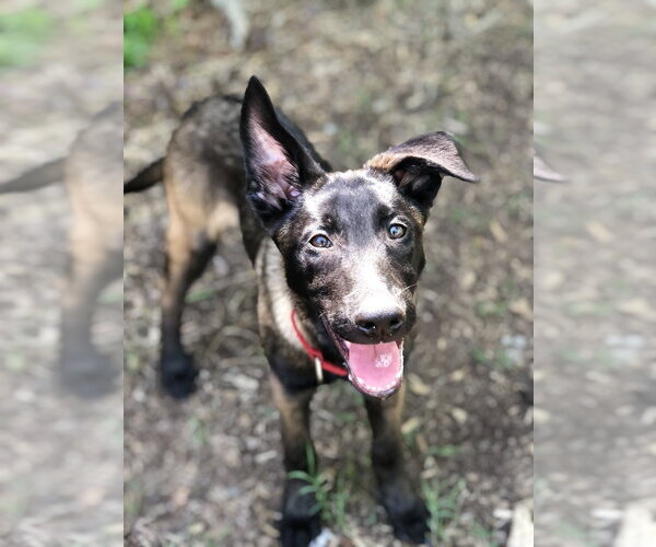 Medium Photo #1 Mutt Puppy For Sale in Imlay City, MI, USA