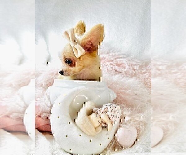 Medium Photo #12 Chihuahua Puppy For Sale in DELRAY BEACH, FL, USA