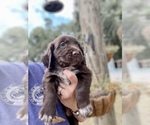 Small Photo #5 English Cocker Spaniel Puppy For Sale in GENEVA, AL, USA