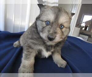 Pomsky Puppy for sale in KALAMAZOO, MI, USA