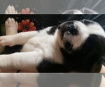 Small #6 Cane Corso-Saint Bernard Mix