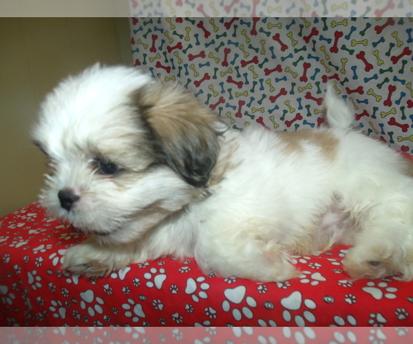 Puppyfinder Com View Ad Photo 5 Of Listing Shih Tzu Puppy For