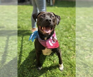 Labrador Retriever-Unknown Mix Dogs for adoption in Germantown, OH, USA