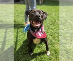 Small Labrador Retriever Mix