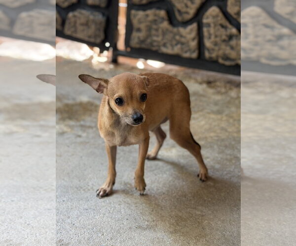Medium Photo #3 Chihuahua Puppy For Sale in Yardley, PA, USA