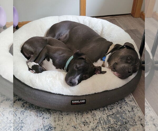 Medium Photo #9 American Pit Bull Terrier-Unknown Mix Puppy For Sale in Fargo, ND, USA
