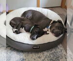 Small #8 American Pit Bull Terrier Mix