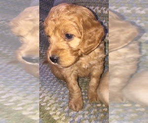 Golden Labrador-Poodle (Miniature) Mix Puppy for sale in WEST GROVE, PA, USA