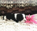 Small Photo #4 Cavalier King Charles Spaniel Puppy For Sale in CLARE, MI, USA