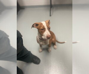Mutt Dogs for adoption in St. Cloud, FL, USA