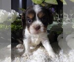 Puppy Puppy 3 Cavalier King Charles Spaniel