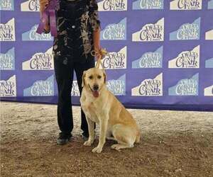 Father of the Labrador Retriever puppies born on 06/16/2026
