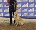 Small Photo #1 Labrador Retriever Puppy For Sale in CEDAREDGE, CO, USA