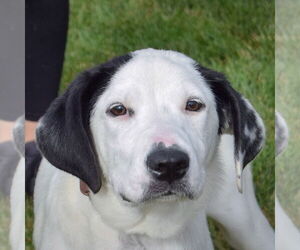American Staffordshire Terrier-Unknown Mix Dogs for adoption in Huntley, IL, USA