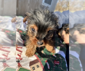 Yorkshire Terrier Puppy for sale in UTICA, OH, USA