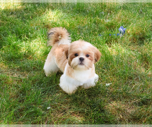 Shih Tzu Puppy for sale in SYRACUSE, IN, USA