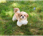Image preview for Ad Listing. Nickname: Fox