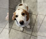 Small Basset Hound