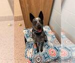 Small Mutt