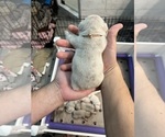 Small Photo #5 French Bulldog Puppy For Sale in MONROE, GA, USA
