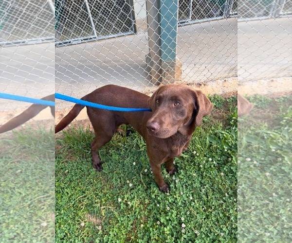 Medium Photo #3 Labrador Retriever-Unknown Mix Puppy For Sale in Woodbury, NY, USA