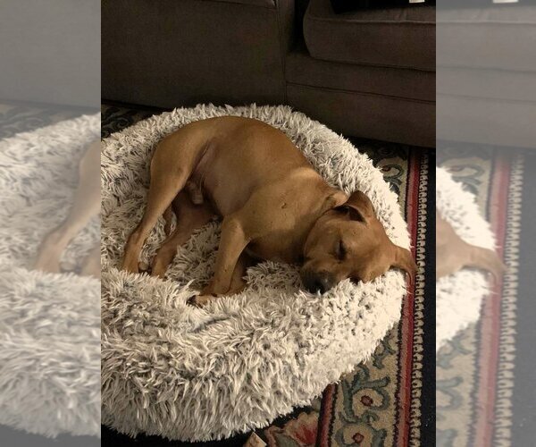 Medium Photo #4 Mutt Puppy For Sale in Shelburne, VT, USA