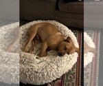 Small #3 Mutt
