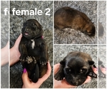 Puppy Puppy 7 Belgian Malinois