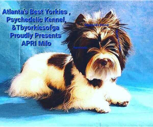 Medium Photo #1 Yorkshire Terrier Puppy For Sale in DECATUR, GA, USA