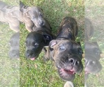 Puppy Bip Cane Corso