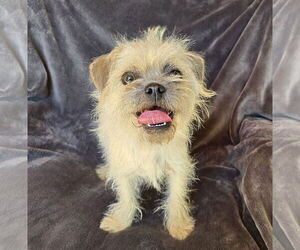 Border Terrier-Pug Mix Dogs for adoption in Albuquerque, NM, USA