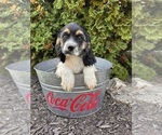 Small #3 Cockapoo