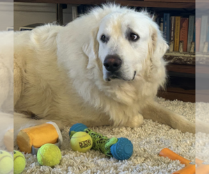 Great Pyrenees Mix Dog for Adoption in Brooklyn, New York USA