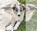 Small Photo #10 Australian Shepherd Puppy For Sale in OZARK, AR, USA