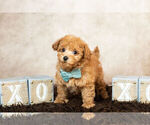 Small Photo #11 Maltipoo Puppy For Sale in WARSAW, IN, USA
