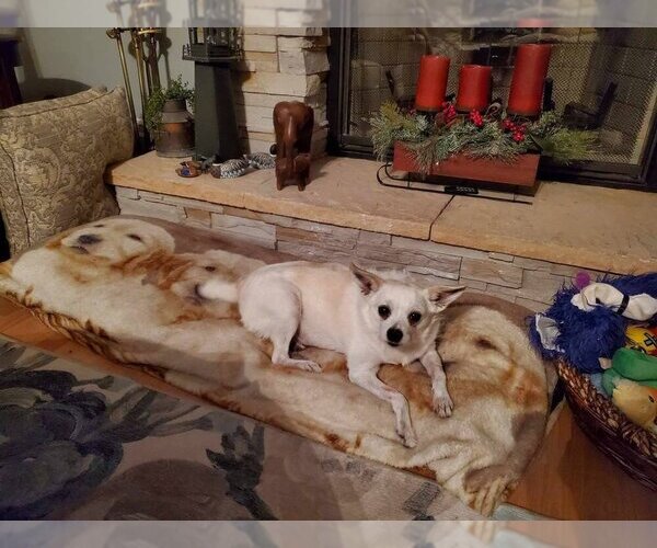 Medium Photo #3  Puppy For Sale in , 