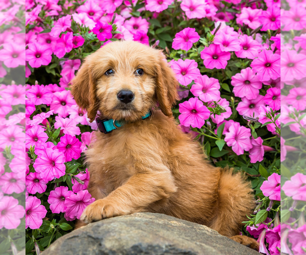 Medium Photo #1 Goldendoodle Puppy For Sale in WAKARUSA, IN, USA