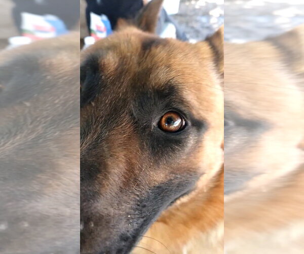 Medium Photo #8 German Shepherd Dog Puppy For Sale in Apple Valley, CA, USA