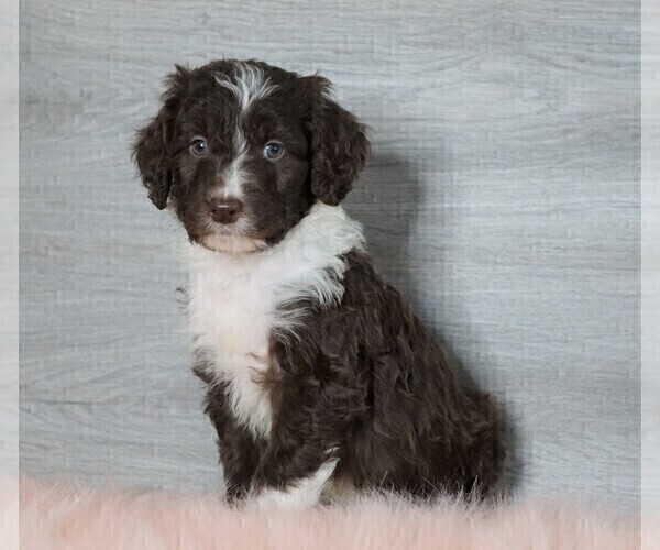 Medium Photo #4 Aussiedoodle Puppy For Sale in FREDERICKSBG, OH, USA