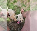 Puppy Seven Pup Labrador Retriever
