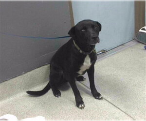 Bulldog-Siberian Husky Mix Dogs for adoption in Tallahassee, FL, USA